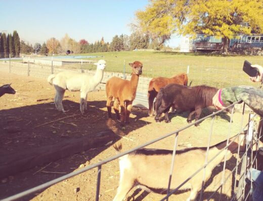 Annie’s Fun Farm