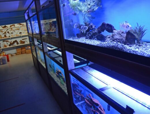 Aquarium Paradise