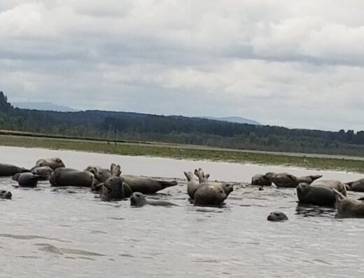 Billy Frank Jr. Nisqually National Wildlife Refuge