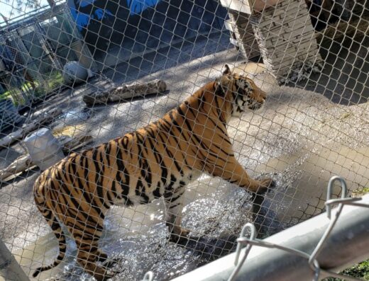 Cat Tales Wildlife Center