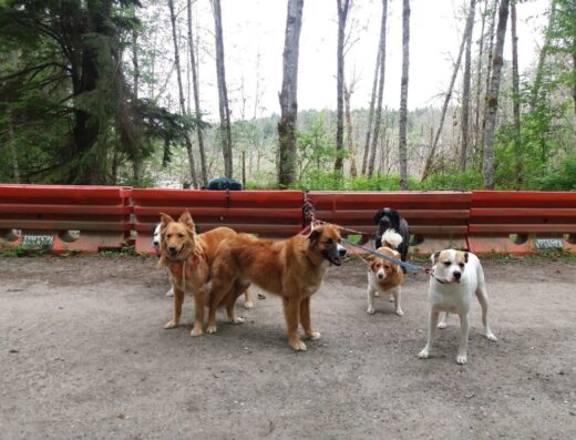Cougar Mountain Regional Wildland Park