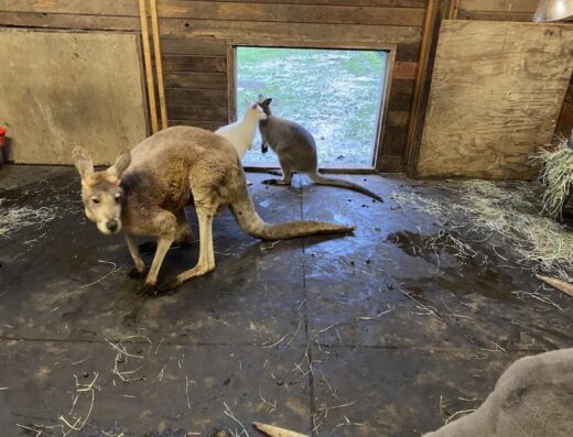 Fall City Wallaby Ranch
