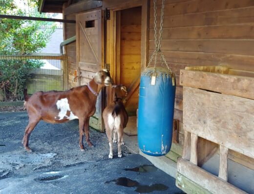 Family Farm