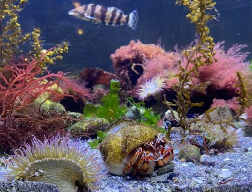 Harbor WildWatch