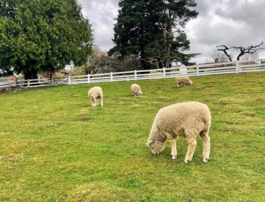 Kelsey Creek Farm