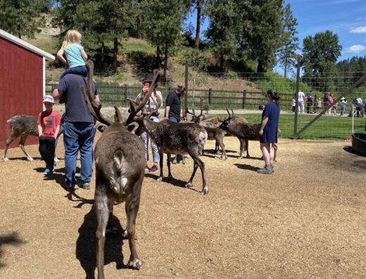 Leavenworth Reindeer Farm