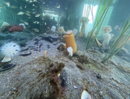 MaST Center Aquarium