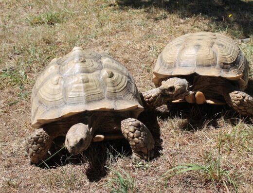 Monroe Wildlife Center