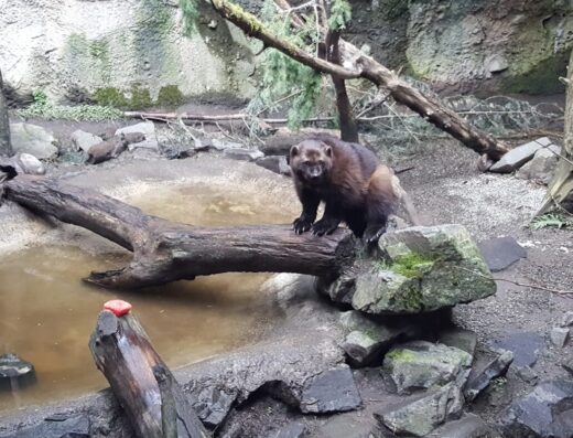 Northwest Trek Wildlife Park
