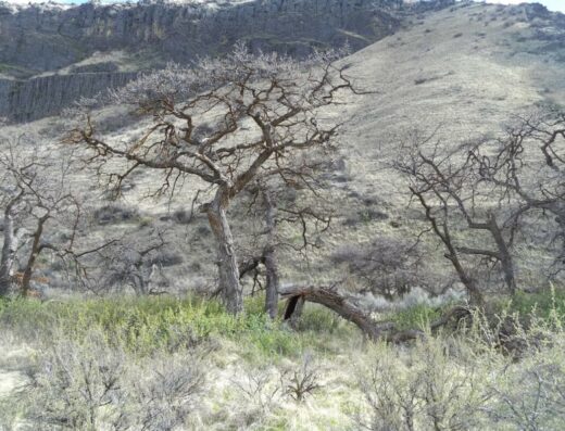 Oak Creek Wildlife Area (Oak Creek Unit)