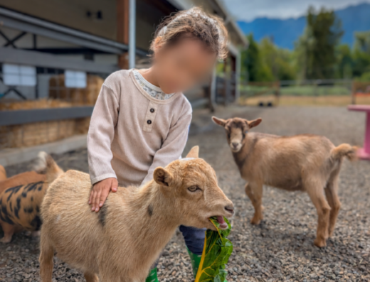Plucky Palomino Petting Zoo