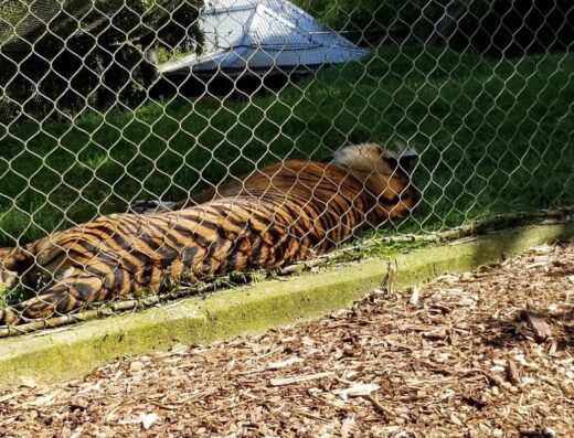 Point Defiance Zoo & Aquarium