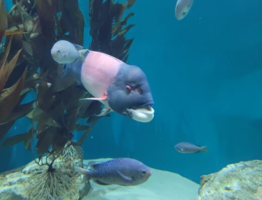 Point Defiance Zoo & Aquarium Gate 6