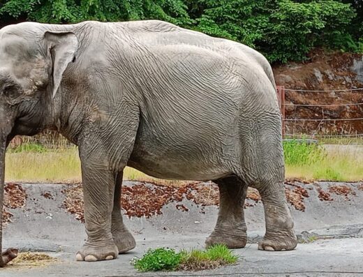 Point Defiance Zoo Botanical Gardens