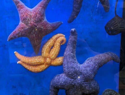 Puget Sound Estuarium
