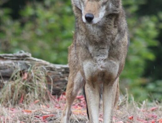 Red Wolf Woods