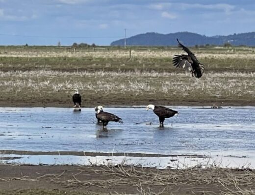 Salish Flats Private Lands Wildlife Viewing
