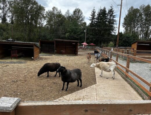Sammamish Animal Sanctuary
