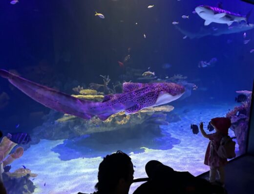 South Pacific Aquarium