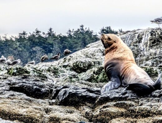 Spirit of Orca Whale Watching, Wildlife, & Birding Tours