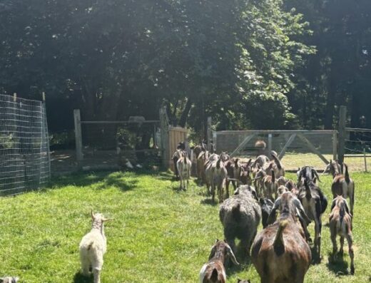 The Healing Farm