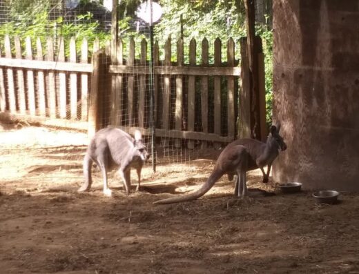 The Outback Kangaroo Farm
