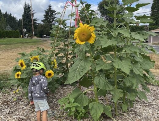 The Treehouse: a Forest Garden School