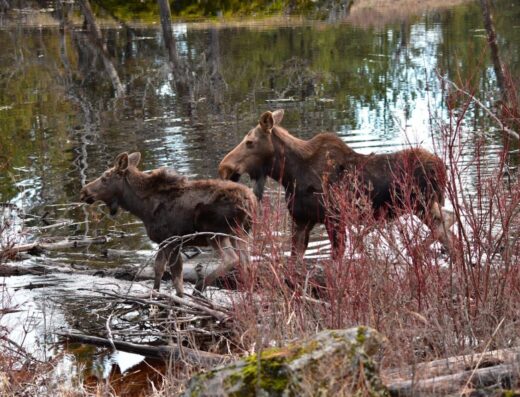 Turnbull National Wildlife Refuge
