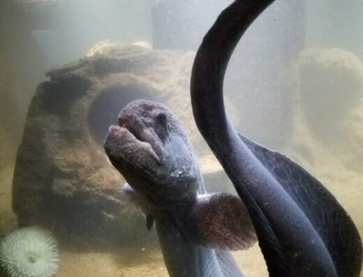 Westport Aquarium