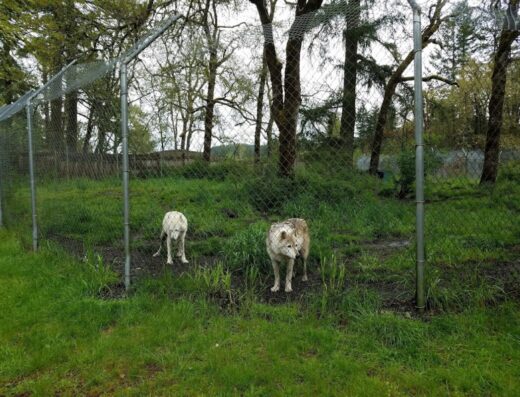 Wolf Haven International