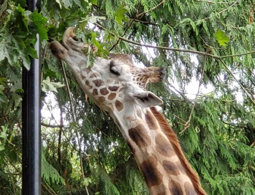 ZooStore South at Woodland Park Zoo
